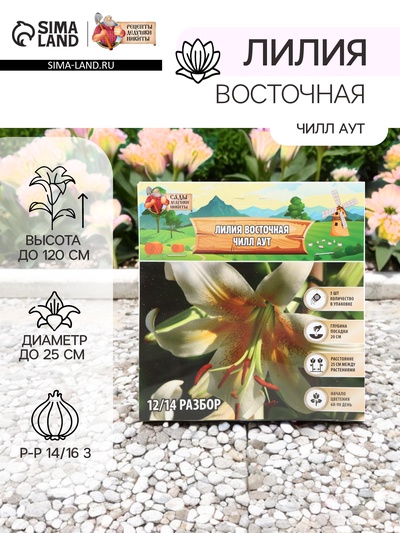 Лилия Восточная «Чилл Аут», луковица в пакете с перфорацией, р-р 14/16 3 шт.