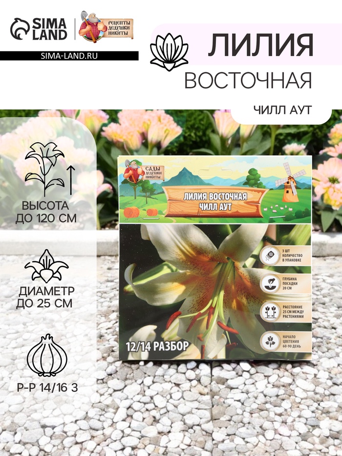 Лилия Восточная «Чилл Аут», луковица в пакете с перфорацией, р-р 14/16 3 шт. - Фото 1