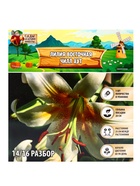 Лилия Восточная «Чилл Аут», луковица в пакете с перфорацией, р-р 14/16 3 шт. - Фото 8