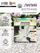 Лилия Восточная «Дабл Май Веддинг», луковица в пакете с перфорацией, р-р 12/14, 3 шт. - Фото 1