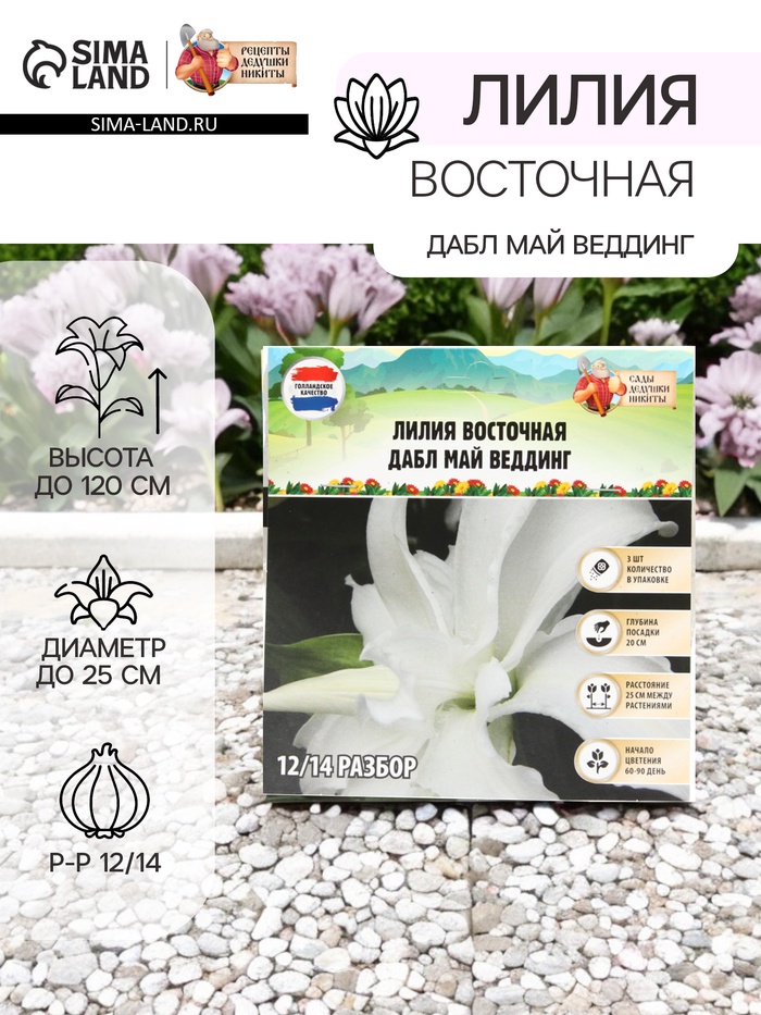 Лилия Восточная «Дабл Май Веддинг», луковица в пакете с перфорацией, р-р 12/14, 3 шт. - Фото 1