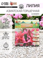 Лилия Азиатская горшечная «Салинеро», луковица в пакете с перфорацией, р-р 14/16, 3 шт. - Фото 1