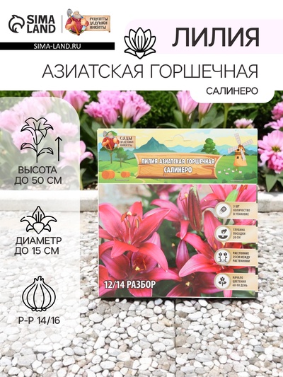 Лилия Азиатская горшечная «Салинеро», луковица в пакете с перфорацией, р-р 14/16, 3 шт.