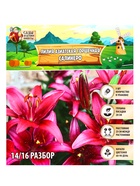 Лилия Азиатская горшечная «Салинеро», луковица в пакете с перфорацией, р-р 14/16, 3 шт. - Фото 8