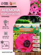 Анемона корончатая «Сильфида», многолетник, луковица р-р 6/7, 10 шт. - Фото 1