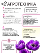 Анемона корончатая «Сильфида», многолетник, луковица р-р 6/7, 10 шт. - Фото 3