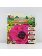 Анемона корончатая «Сильфида», многолетник, луковица р-р 6/7, 10 шт. - Фото 5