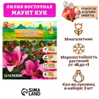 Лилия Восточная "Маунт Кук", р-р 12/14, 3 шт, 4176408 - фото 12937782