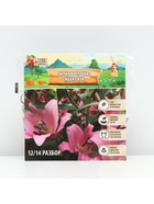 Лилия Восточная «Маунт Кук», луковица в пакете с перфорацией, р-р 12/14, 3 шт. - Фото 5