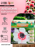 Анемона корончатая «Биколор», многолетник, луковица, р-р 4/5, 10 шт. - Фото 1