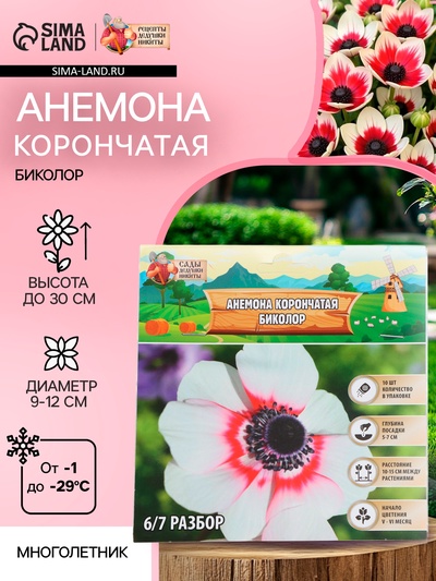 Анемона корончатая «Биколор», многолетник, луковица, р-р 4/5, 10 шт.