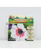 Анемона корончатая «Биколор», многолетник, луковица, р-р 4/5, 10 шт. - Фото 5