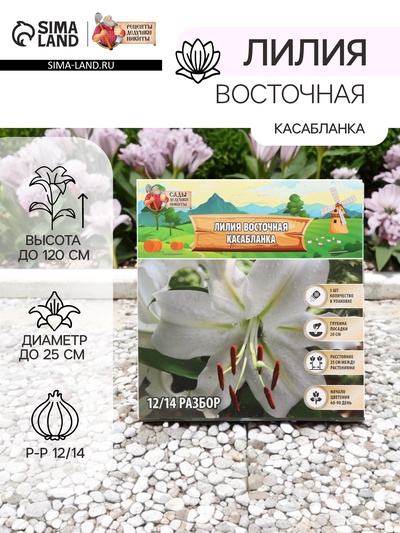 Лилия Восточная «Касабланка», луковица в пакете с перфорацией, р-р 12/14, 3 шт.