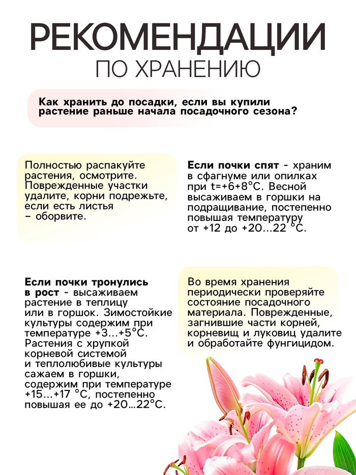 

Лилия Восточная "Касабланка", р-р 12/14, 3 шт,