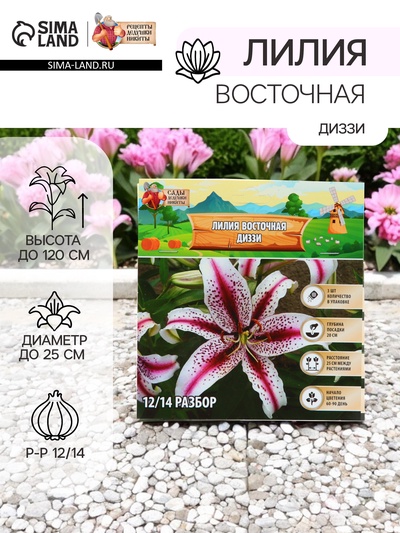 Лилия Восточная «Диззи», луковица в пакете с перфорацией, р-р 12/14, 3 шт.