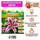 Лилия Восточная «Диззи», луковица в пакете с перфорацией, р-р 12/14, 3 шт. - Фото 4