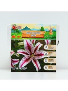 Лилия Восточная «Диззи», луковица в пакете с перфорацией, р-р 12/14, 3 шт. - Фото 5