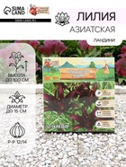 Лилия Азиатская «Ландини», луковица в пакете с перфорацией, р-р 12/14, 3 шт. - Фото 1