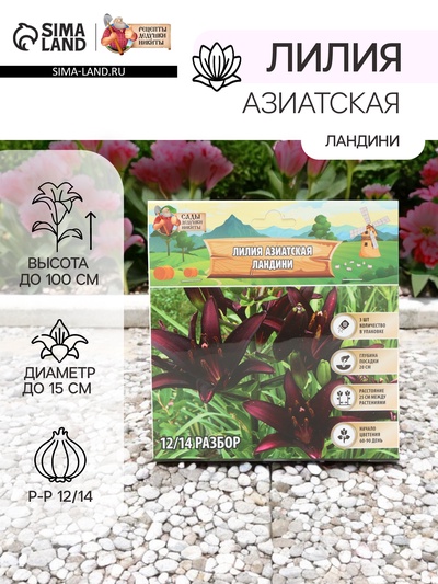 Лилия Азиатская «Ландини», луковица в пакете с перфорацией, р-р 12/14, 3 шт.