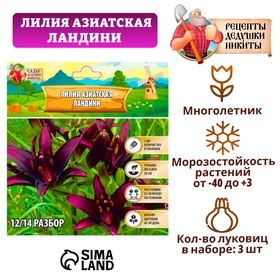 Лилия Азиатская 