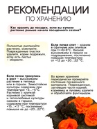 Бегония махровая «Медная» луковица, р-р 4/5, 5 шт. 4176352 - фото 16592078