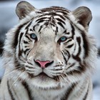 Картина на подрамнике "Белый тигр" 40*40 см - фото 2549477