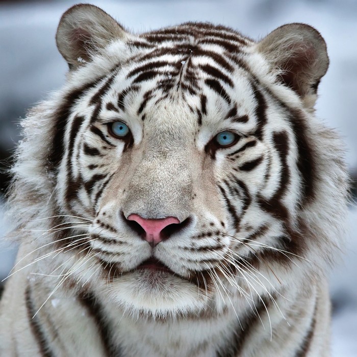 Картина на подрамнике "Белый тигр" 40*40 см