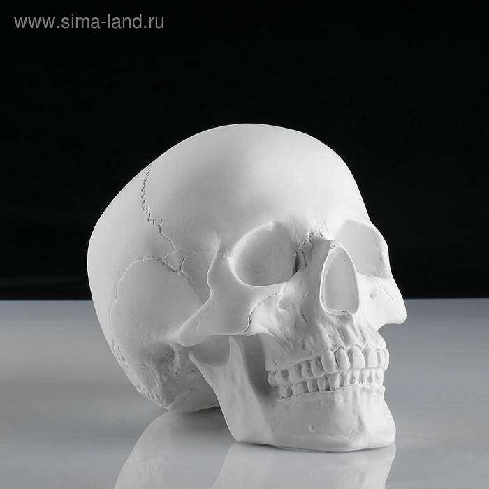 Гипсовая фигура анатомическая: «ЧЕРЕП анатомический», 14.5×22×16.5 см - Фото 1