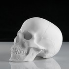 Гипсовая фигура анатомическая: «ЧЕРЕП анатомический», 14.5×22×16.5 см - Фото 3