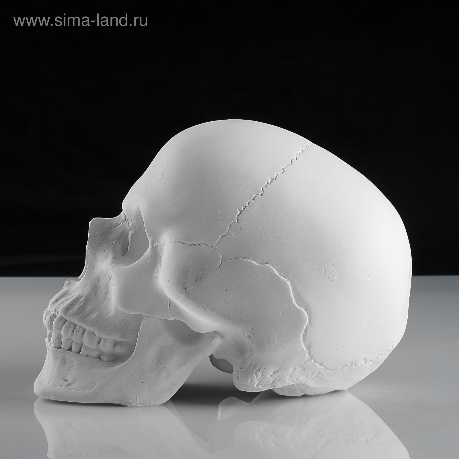 Гипсовые черепа ручной работы - YouTube