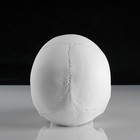 Гипсовая фигура анатомическая: «ЧЕРЕП анатомический», 14.5×22×16.5 см - Фото 5