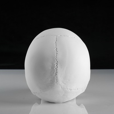 Гипсовая фигура анатомическая: «‎ЧЕРЕП анатомический», 14.5×22×16.5 см