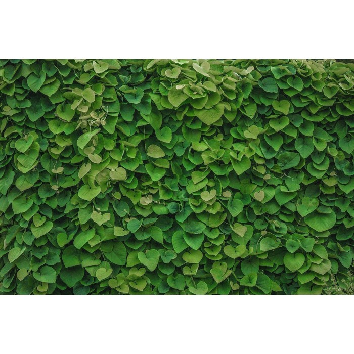 Фотобаннер, 300 × 200 см, с фотопечатью, люверсы шаг 1 м, «Зелёная стена», Greengo