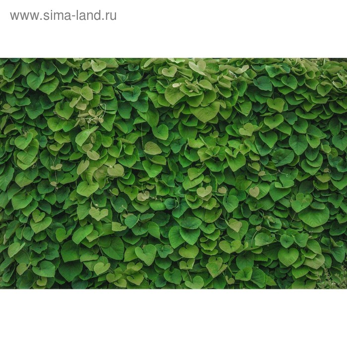 Фотобаннер, 300 × 200 см, с фотопечатью, люверсы шаг 1 м, «Зелёная стена» - Фото 1