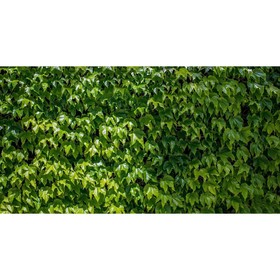 Фотобаннер, 250 × 150 см, с фотопечатью, люверсы шаг 1 м, «Виноградная стена», Greengo