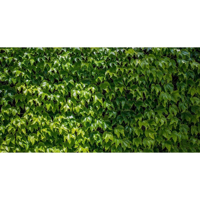 Фотобаннер, 250 × 150 см, с фотопечатью, люверсы шаг 1 м, «Виноградная стена» - фото 1908442760