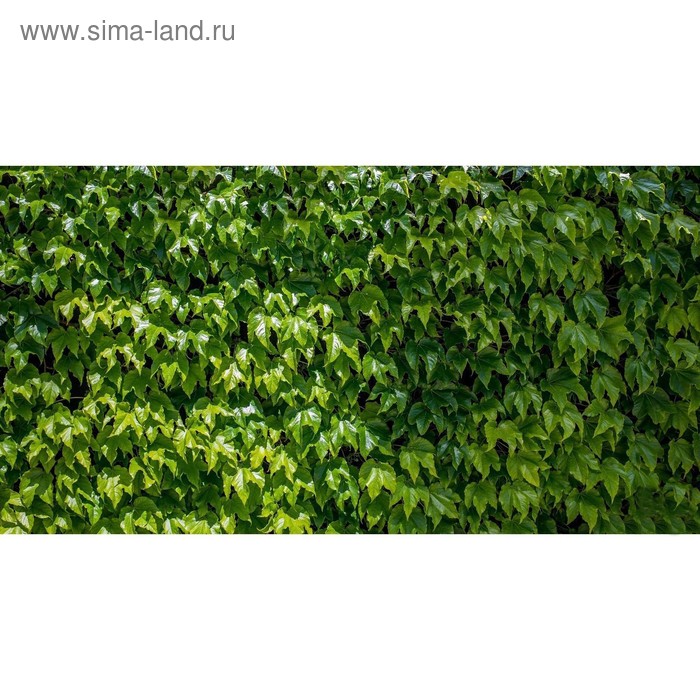 Фотобаннер, 250 × 150 см, с фотопечатью, люверсы шаг 1 м, «Виноградная стена» - Фото 1