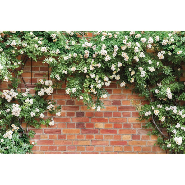 Фотобаннер, 250 × 150 см, с фотопечатью, люверсы шаг 1 м, «Белые цветы», Greengo