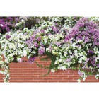 Фотобаннер, 250 × 150 см, с фотопечатью, люверсы шаг 1 м, «Весенние цветы» - фото 298146455