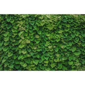 Фотобаннер, 250 × 150 см, с фотопечатью, люверсы шаг 1 м, «Зелёная стена», Greengo