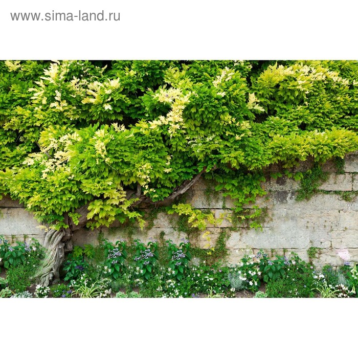 Фотобаннер, 250 × 150 см, с фотопечатью, люверсы шаг 1 м, с люверсами, «Лиана», Greengo - Фото 1
