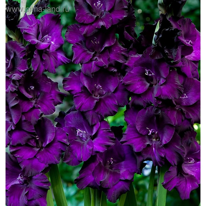 Гладиолус Big Flowers Violet Word, р-р 10/12, 3 шт - Фото 1