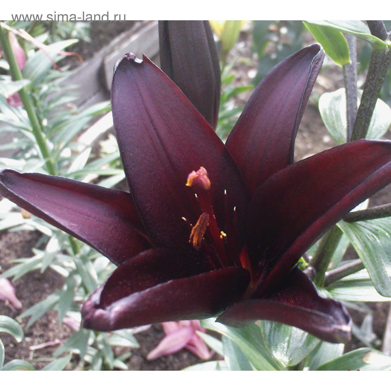 File:Lilium 'Landini'.jpg - Wikimedia Commons