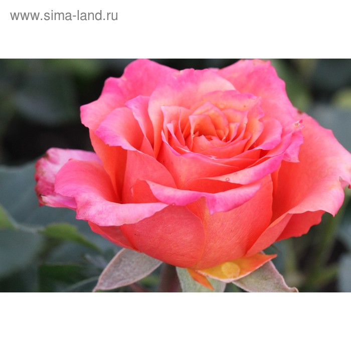 роза Христофор Колумб парковая Розы Агрофирма Деметра-Сибирь, Барнаул