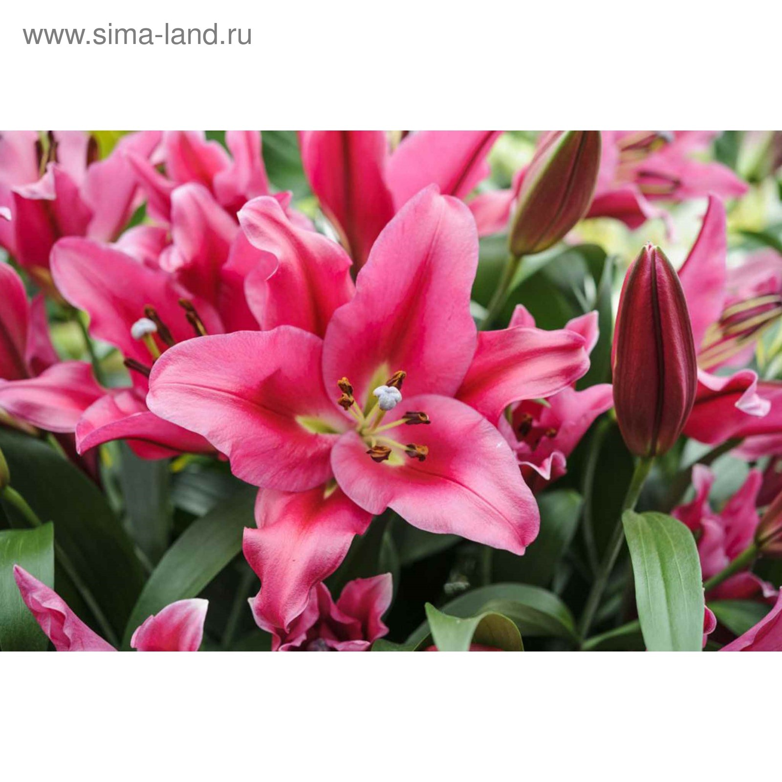 Луковицы Лилии купить по выгодной цене в интернет-магазине OZON (991415279)