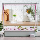 Фитосветильник для растений Uniel, светодиодный, 10 Вт, 572 мм, IP20, 220 В, с выключателем, полноспектральный - Фото 11