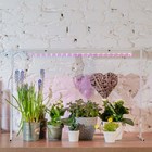 Фитосветильник для растений Uniel, светодиодный, 10 Вт, 572 мм, IP20, 220 В, с выключателем, полноспектральный - Фото 12