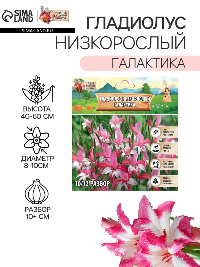Гладиолус Низкорослый «Галактика», луковица цветов в пакете с перфорацией, р-р 10+, 7 шт. - Фото 1