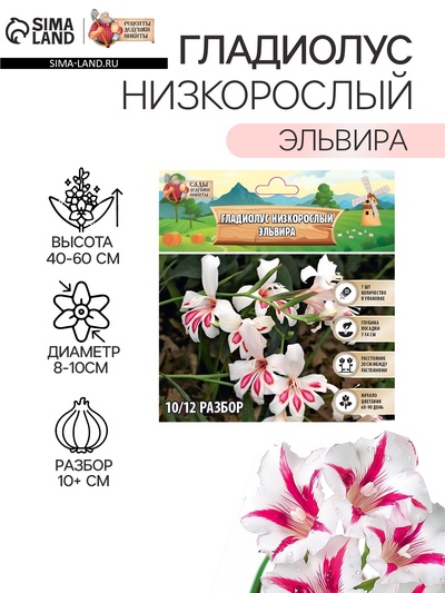Гладиолус Низкорослый «Эльвира», луковица цветов в пакете с перфорацией, р-р 10+, 7 шт.