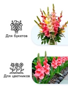 Гладиолус Низкорослый «Эльвира», луковица цветов в пакете с перфорацией, р-р 10+, 7 шт. - Фото 3